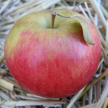 Belgium secures access to Chinese market for apple exports