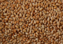 MEPs support new tariffs on Russian and Belarusian agricultural imports