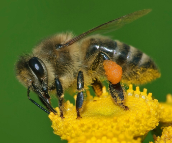 EU beekeeping reaches historic high as hive numbers climb to 9.4 million