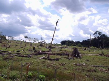 EU moves to cut red tape ahead of deforestation law rollout