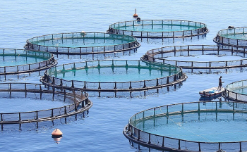 EU fish farming shrinks in 2024 despite strong demand
